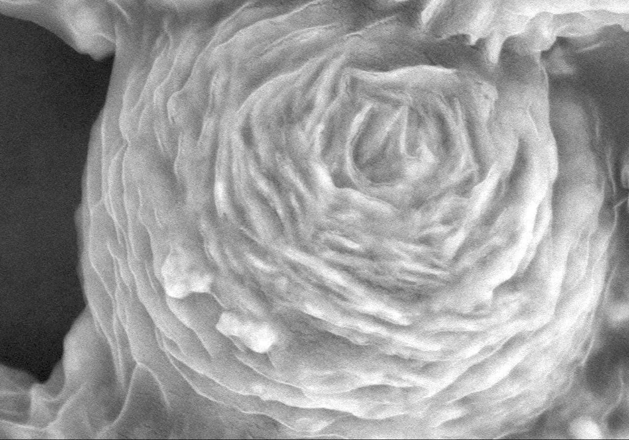 A scanning electron microscope image shows a graphene oxide shell around the layered nanoplates that make up the core of a particle that traps and zaps antibiotic-resistant bacteria and the resistance genes they release. The wrapped spheres developed at Rice and Tongji universities proved three times better able to disinfect secondary effluent from wastewater plants than the spheres without the nitrogen-doped graphene oxide. (Image courtesy of Deyi Li/Tongji University)