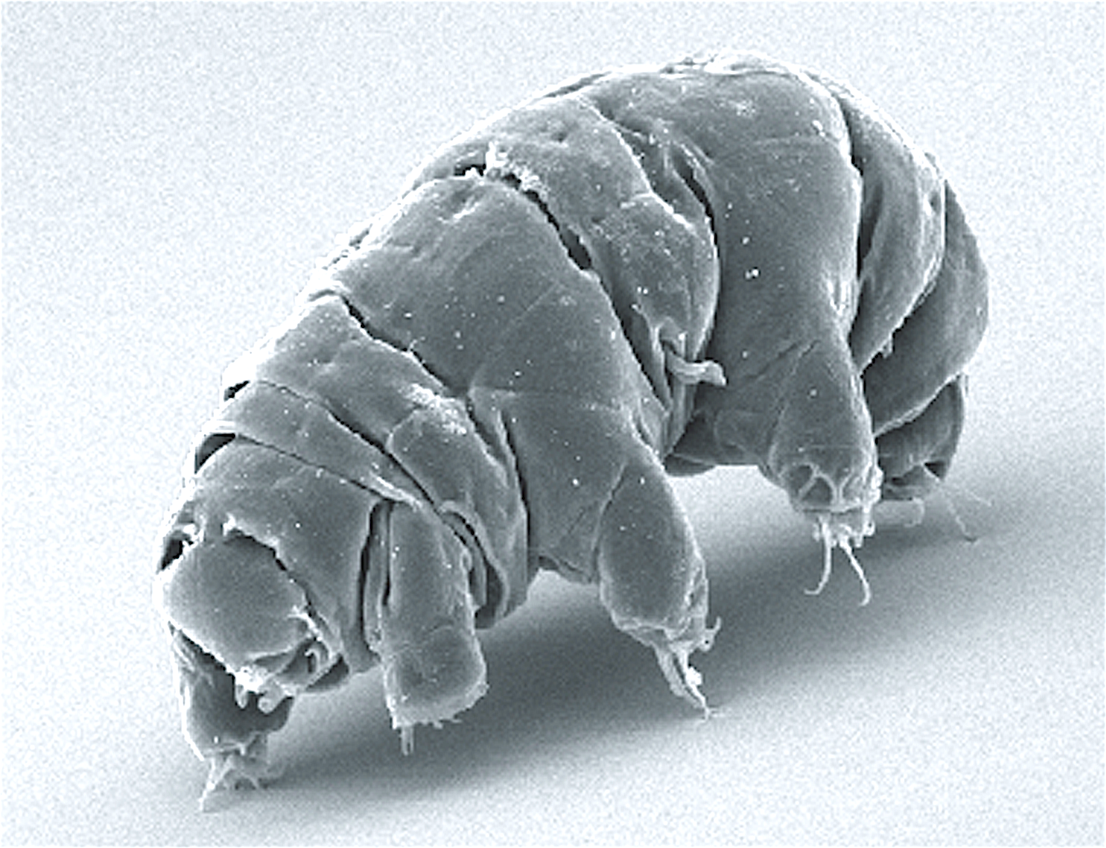A scanning electron microscope image of a water bear.
